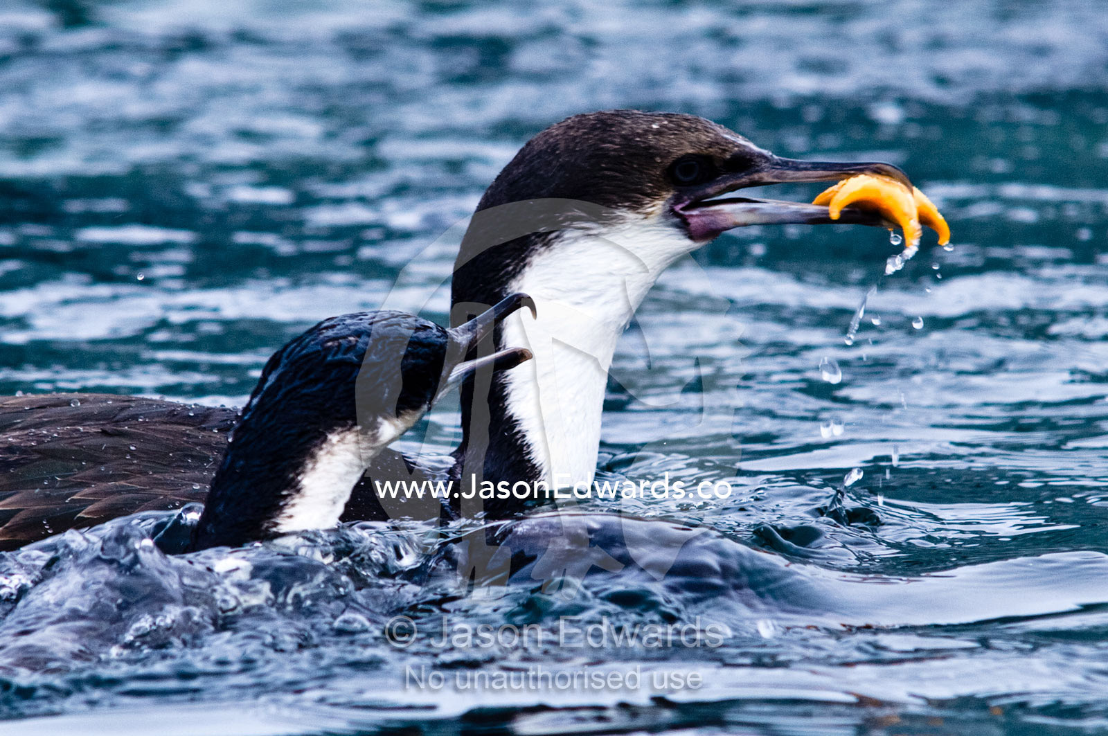A pair of Antarctic Shags compete for a bright orange Sea Star. Fish Islands, Flouder Island, The Minnows, Crystal Sound, Antarctic Peninsula, Antarctic Circle, Antarctica.