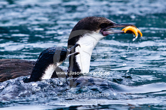 A pair of Antarctic Shags compete for a bright orange Sea Star. Fish Islands, Flouder Island, The Minnows, Crystal Sound, Antarctic Peninsula, Antarctic Circle, Antarctica.