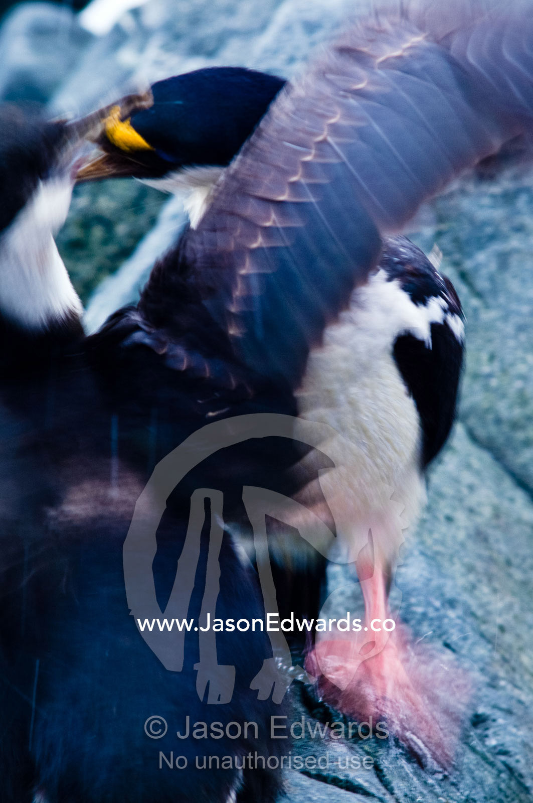 An Antarctic Shag regurgitates food for it's large chick on the shore. Fish Islands, Flouder Island, The Minnows, Crystal Sound, Antarctic Peninsula, Antarctic Circle, Antarctica.