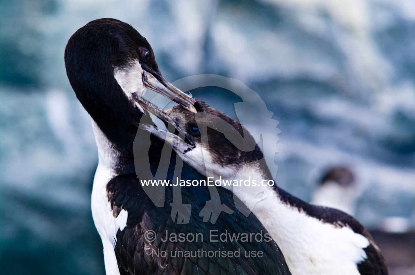 Mutual feather and beak preening between two Antarctic Shags. Fish Islands, Flouder Island, The Minnows, Crystal Sound, Antarctic Peninsula, Antarctic Circle, Antarctica.