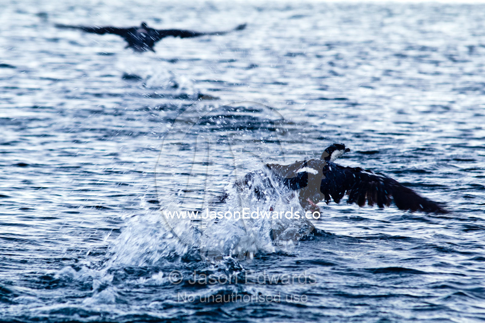 Two Antarctic Shags run across the ocean surface to take flight. Fish Islands, Flouder Island, The Minnows, Crystal Sound, Antarctic Peninsula, Antarctic Circle, Antarctica.