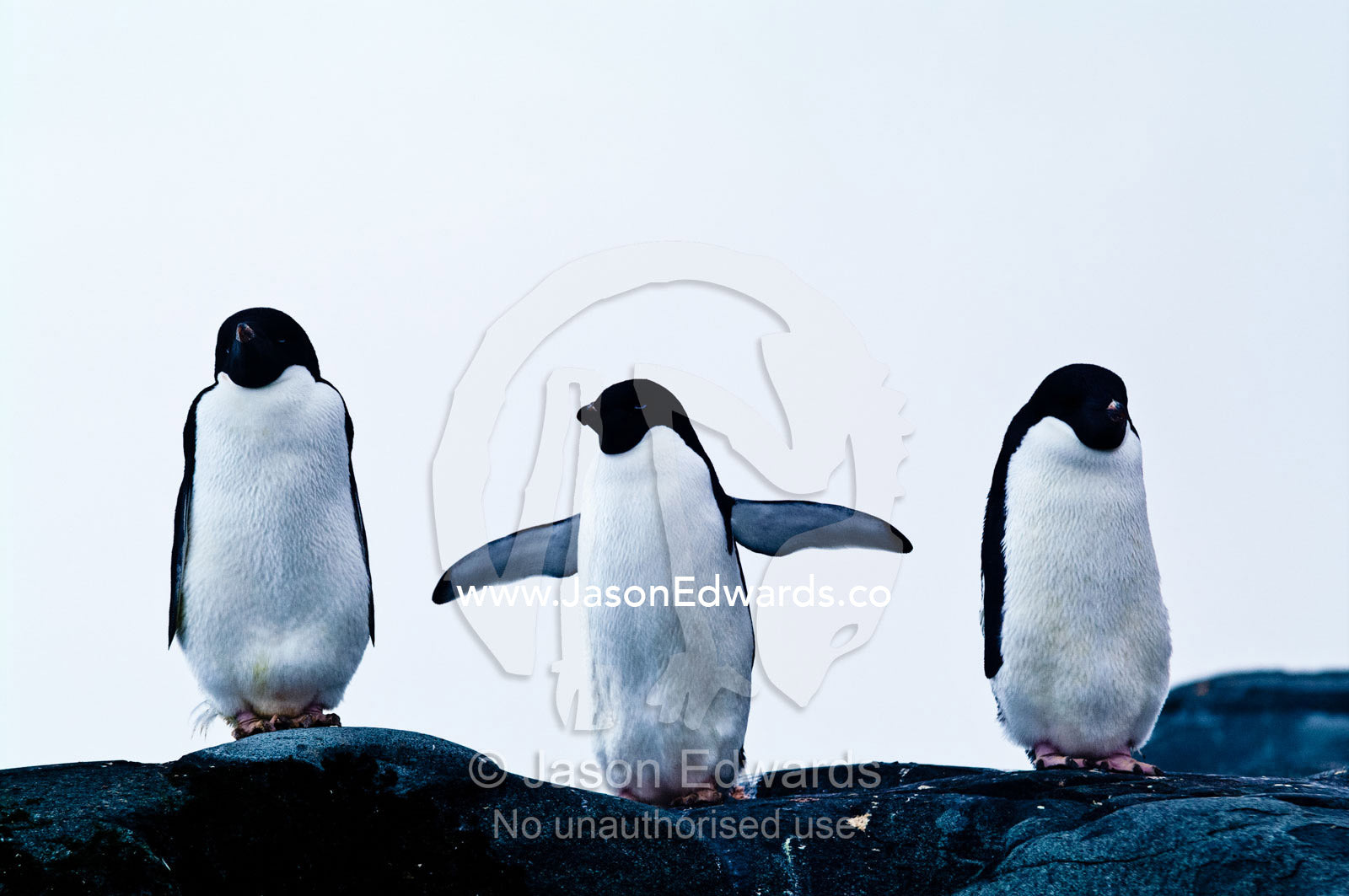 A trio of Adelie Penguin display their flippers on a rocky outcrop. Fish Islands, Flouder Island, The Minnows, Crystal Sound, Antarctic Peninsula, Antarctic Circle, Antarctica.