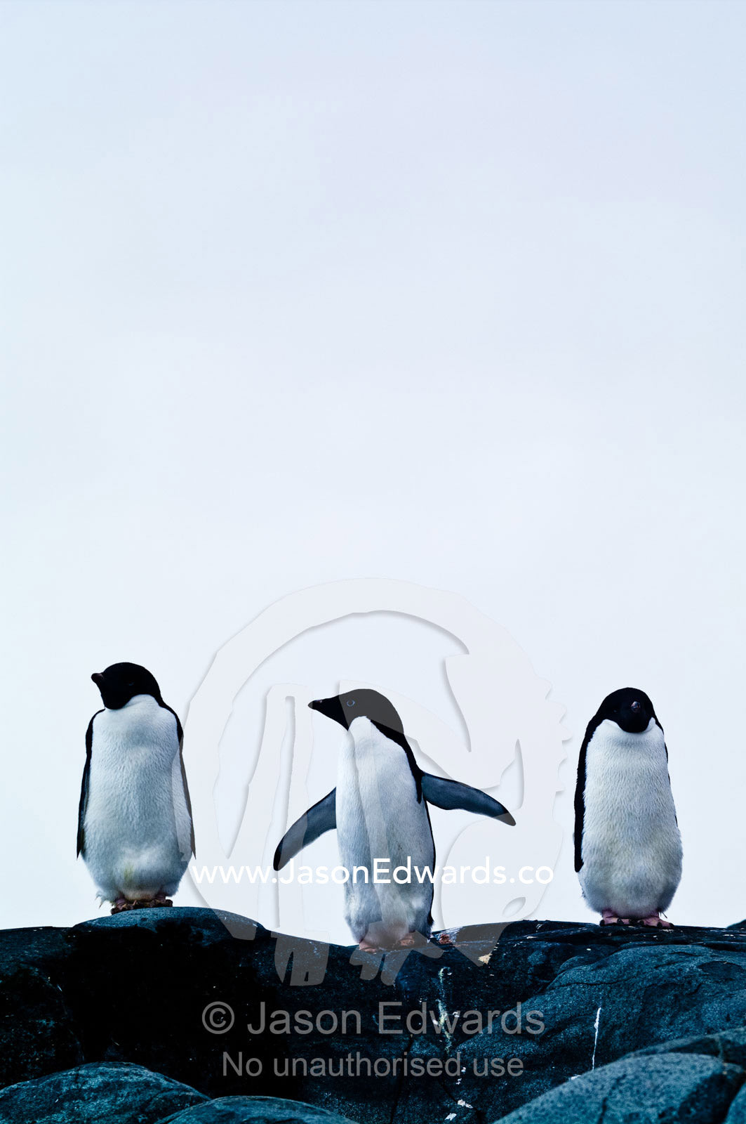 A trio of Adelie Penguin display their flippers on a rocky outcrop. Fish Islands, Flouder Island, The Minnows, Crystal Sound, Antarctic Peninsula, Antarctic Circle, Antarctica.