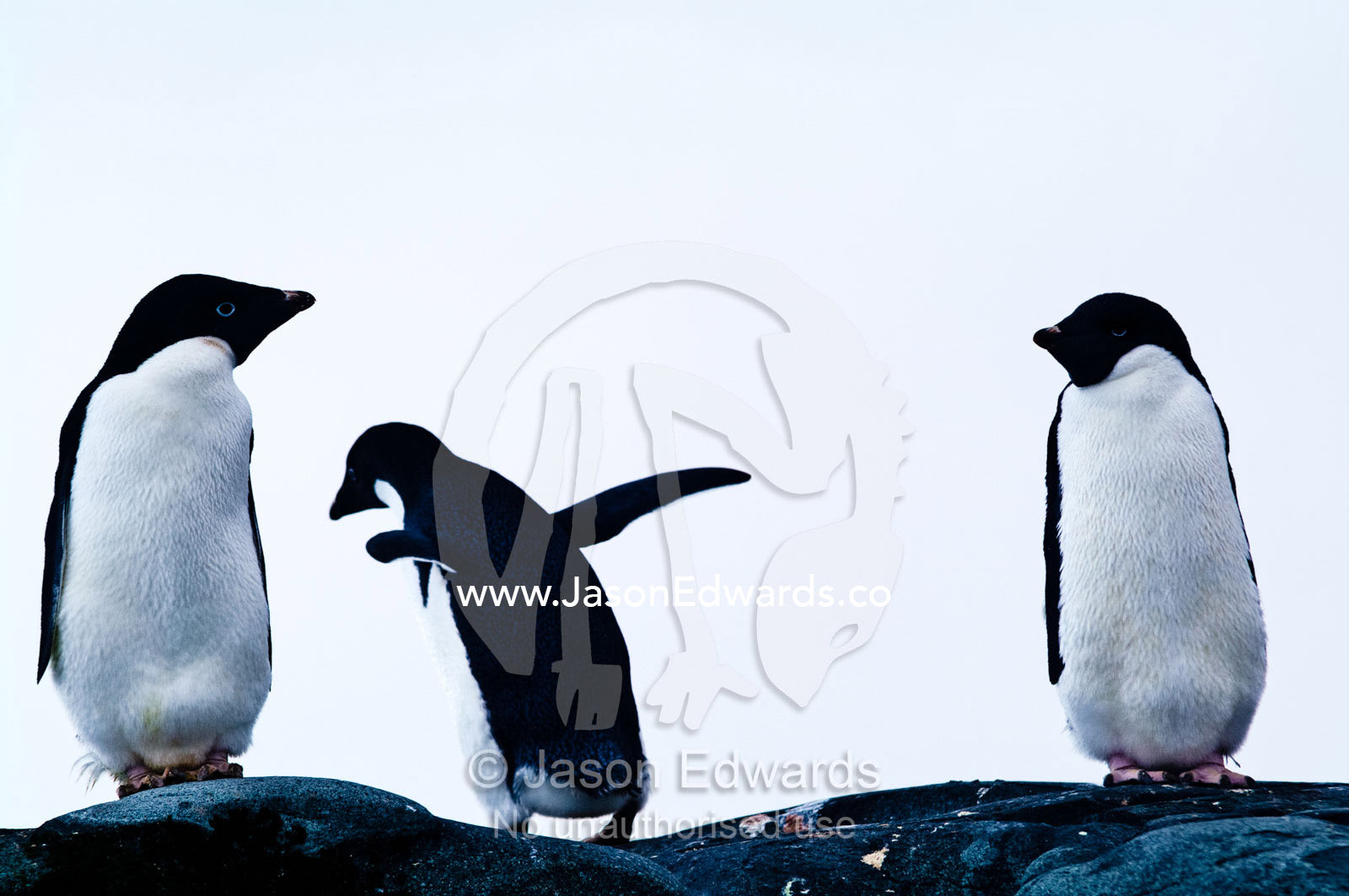 An Adelie Penguin walks away from from it's friends after a display. Fish Islands, Flouder Island, The Minnows, Crystal Sound, Antarctic Peninsula, Antarctic Circle, Antarctica.