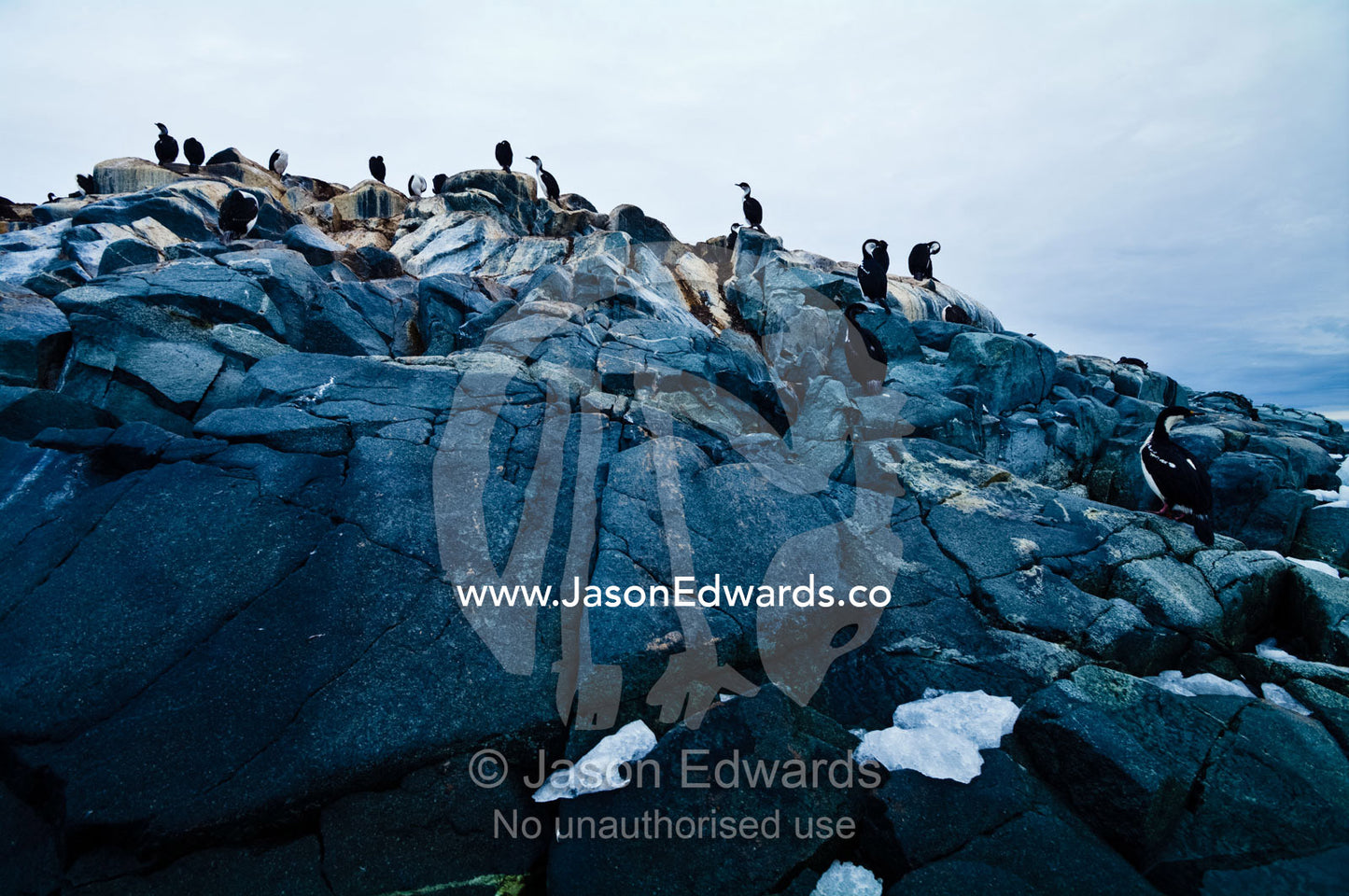 A rookery of Antarctic Shags roosting on a rocky island outcrop. Fish Islands, Flouder Island, The Minnows, Crystal Sound, Antarctic Peninsula, Antarctic Circle, Antarctica.