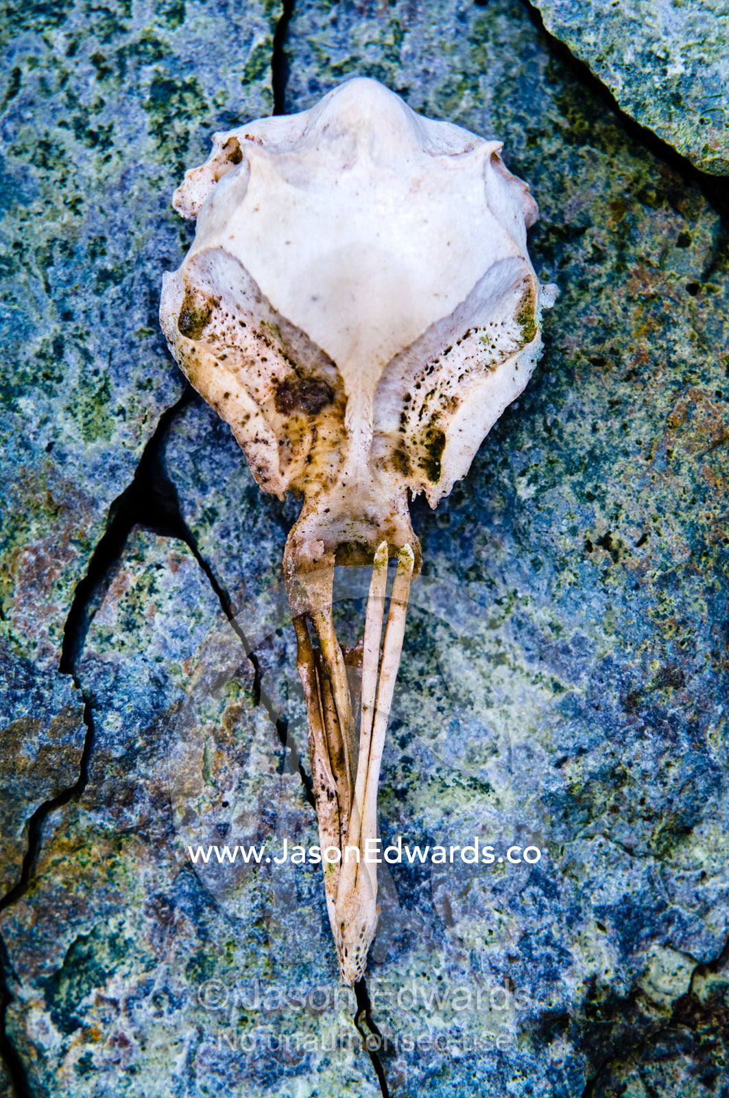 The bleached skull of a seabird rests on a hard, cracked rocky island. Winter Island, Argentine Islands, Faraday Islands, Antarctic Peninsula, Antarctica.