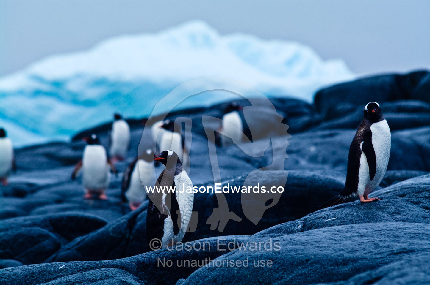 A group of Gentoo Penguins on a rocky outcrop in the pouring rain. Pl��neau and Booth Islands, Bellingshausen Sea, Antarctic Peninsula, Antarctica.