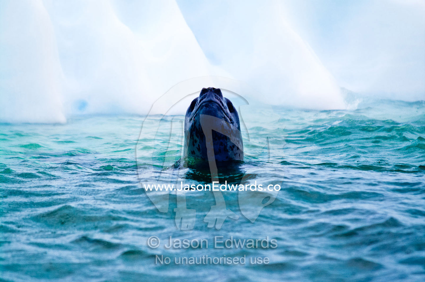 A curious Leopard Seal spy hopping out of the ocean hunting for prey. Pl��neau and Booth Islands, Bellingshausen Sea, Antarctic Peninsula, Antarctica.