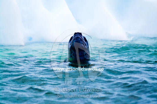 A curious Leopard Seal spy hopping out of the ocean hunting for prey. Pl��neau and Booth Islands, Bellingshausen Sea, Antarctic Peninsula, Antarctica.