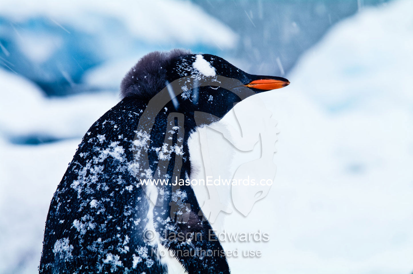 A moulting Gentoo Penguin chick standing in a snowy blizzard. Danco Island, Antarctic Peninsula, Antarctica.