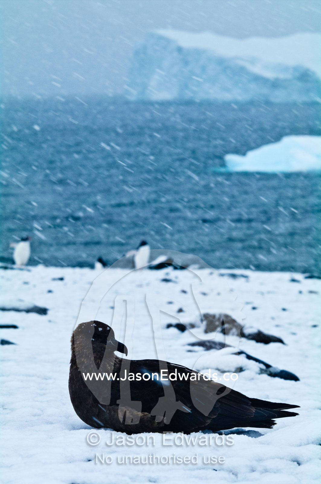 A Brown Skua resting in the snow on a beach shrouded in a blizzard. Danco Island, Antarctic Peninsula, Antarctica.