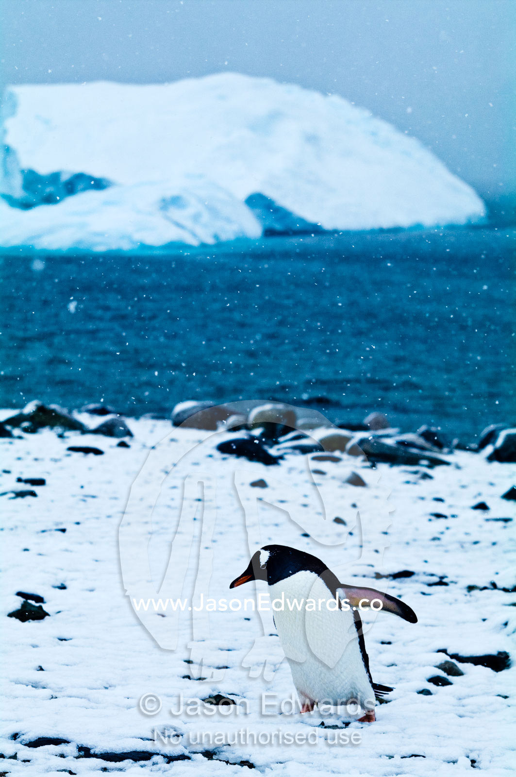 A Gentoo Penguin marching along a snowy beach in a blizzard. Danco Island, Antarctic Peninsula, Antarctica.