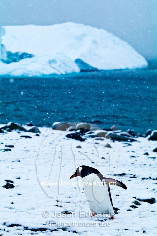 A Gentoo Penguin marching along a snowy beach in a blizzard. Danco Island, Antarctic Peninsula, Antarctica.