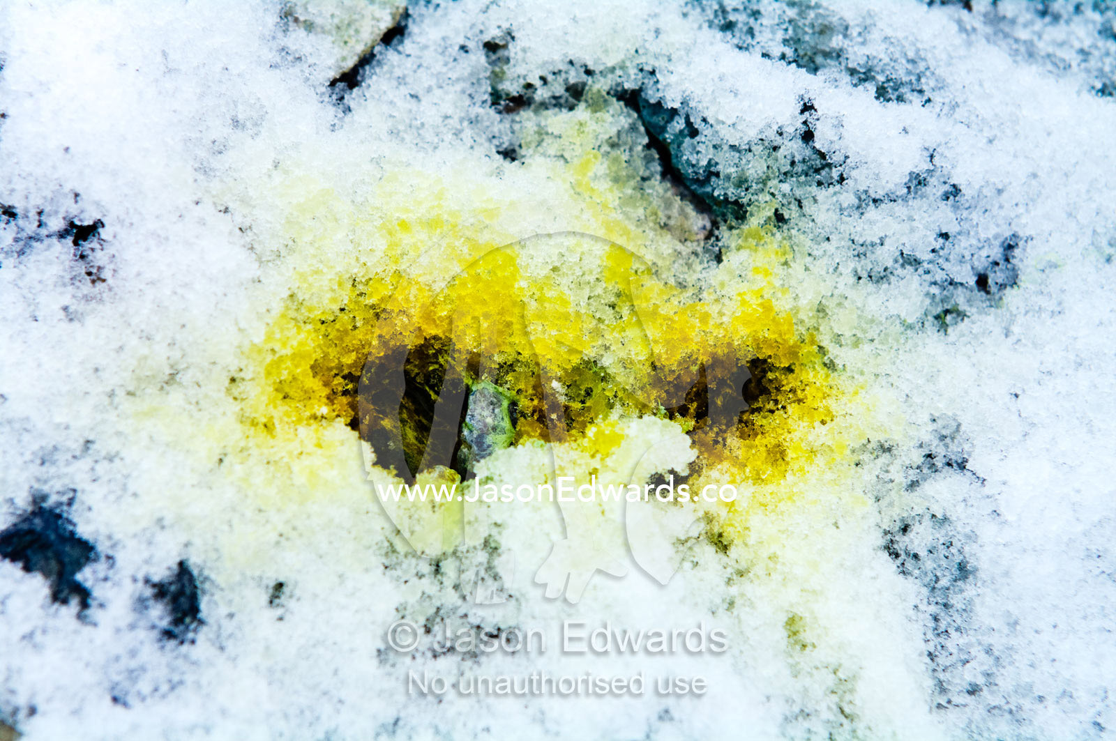 Bright yellow urine in the snow from a Gentoo Penguin. Danco Island, Antarctic Peninsula, Antarctica.