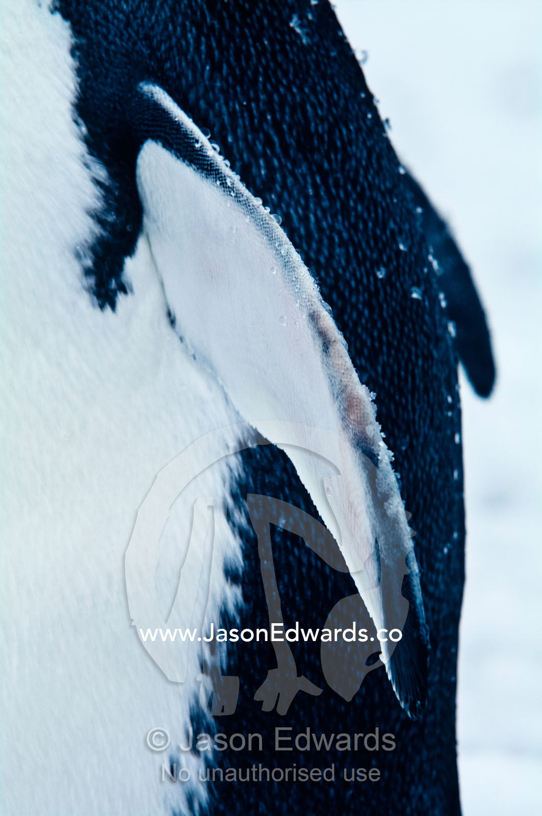 Snow flakes gather of the flipper and back of a Gentoo Penguin. Danco Island, Antarctic Peninsula, Antarctica.