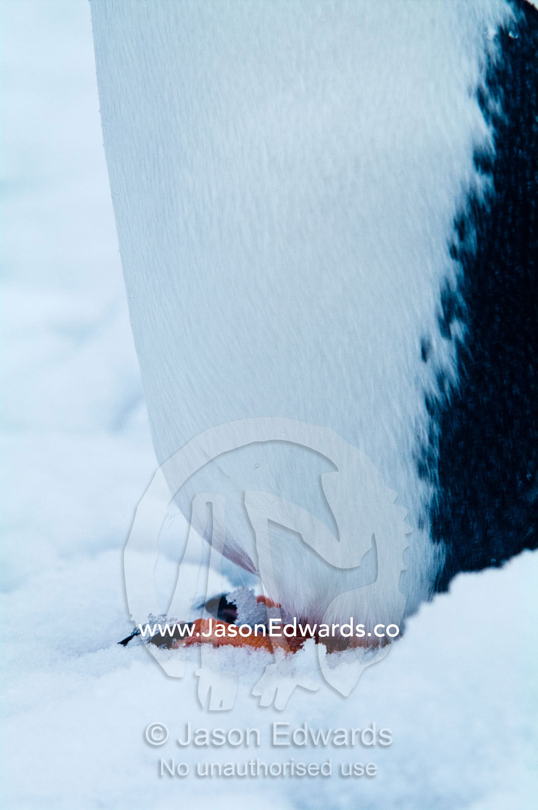 The toes and claws of a Gentoo Penguins foot standing in the snow. Danco Island, Antarctic Peninsula, Antarctica.