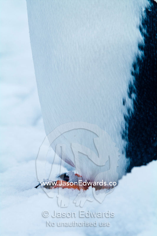 The toes and claws of a Gentoo Penguins foot standing in the snow. Danco Island, Antarctic Peninsula, Antarctica.