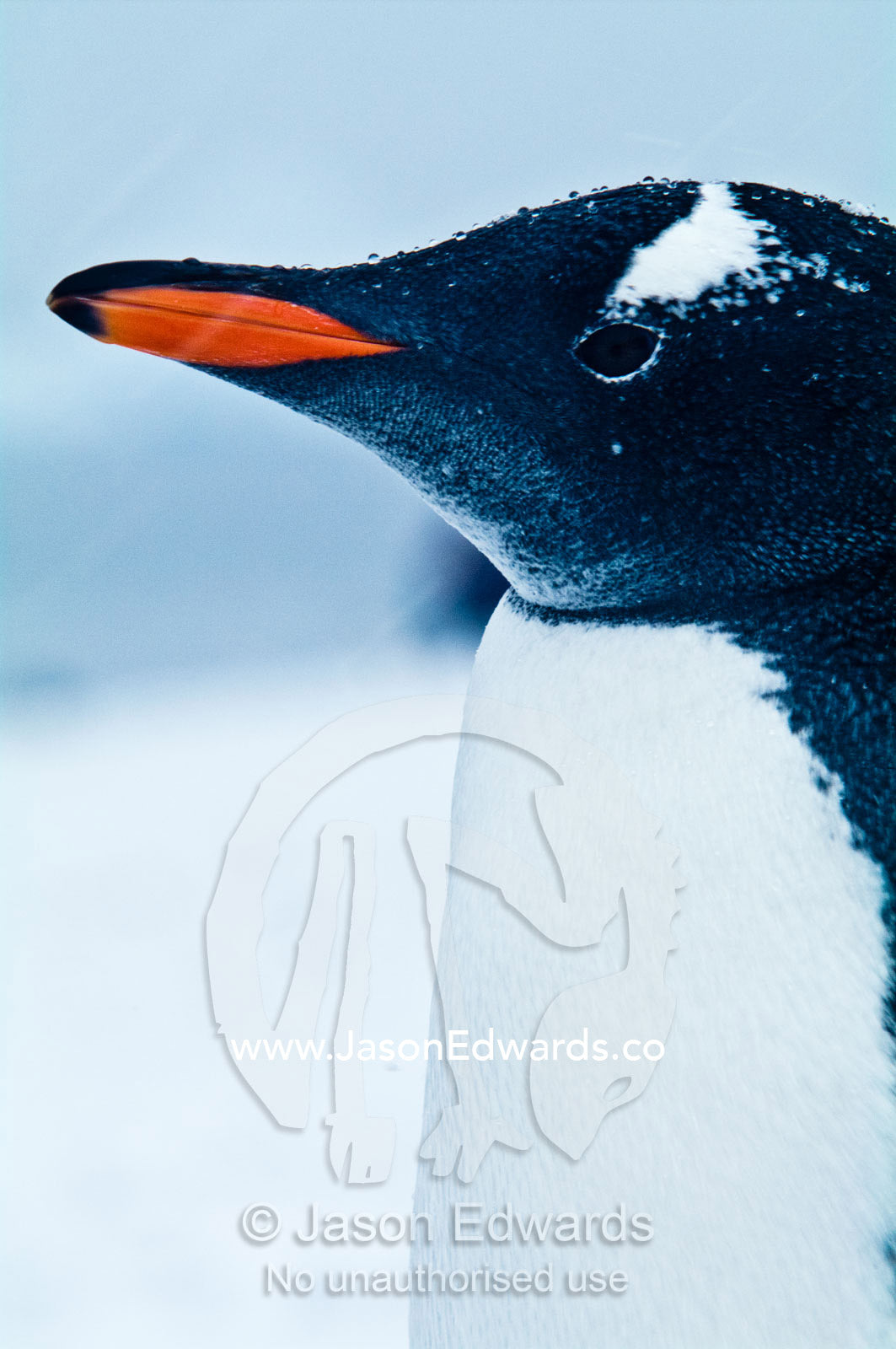 A portrait of the bright orange beak and head of a Gentoo Penguin. Danco Island, Antarctic Peninsula, Antarctica.