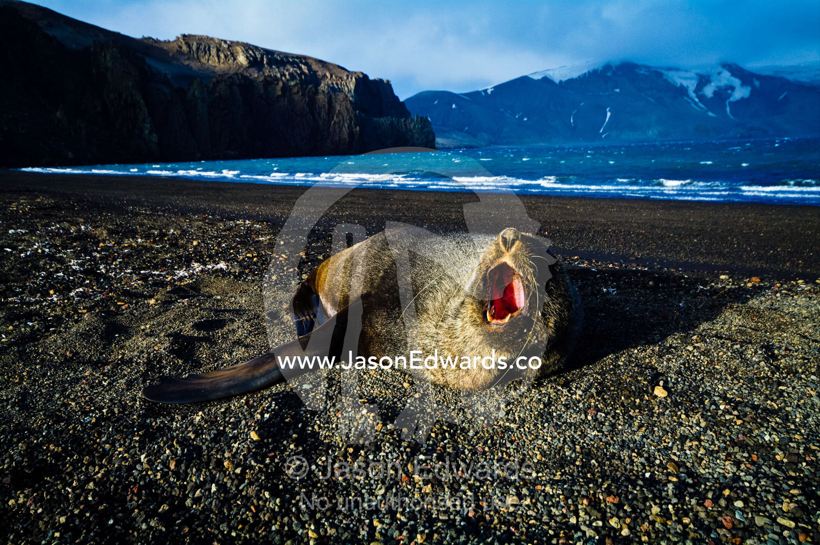 An Antarctic Fur Seal barking on a black volcanic sand beach. Whalers Bay, Port Foster, Deception Island, South Shetland Islands, Antarctic Peninsula, Antarctica.
