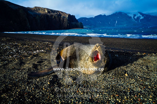 An Antarctic Fur Seal barking on a black volcanic sand beach. Whalers Bay, Port Foster, Deception Island, South Shetland Islands, Antarctic Peninsula, Antarctica.
