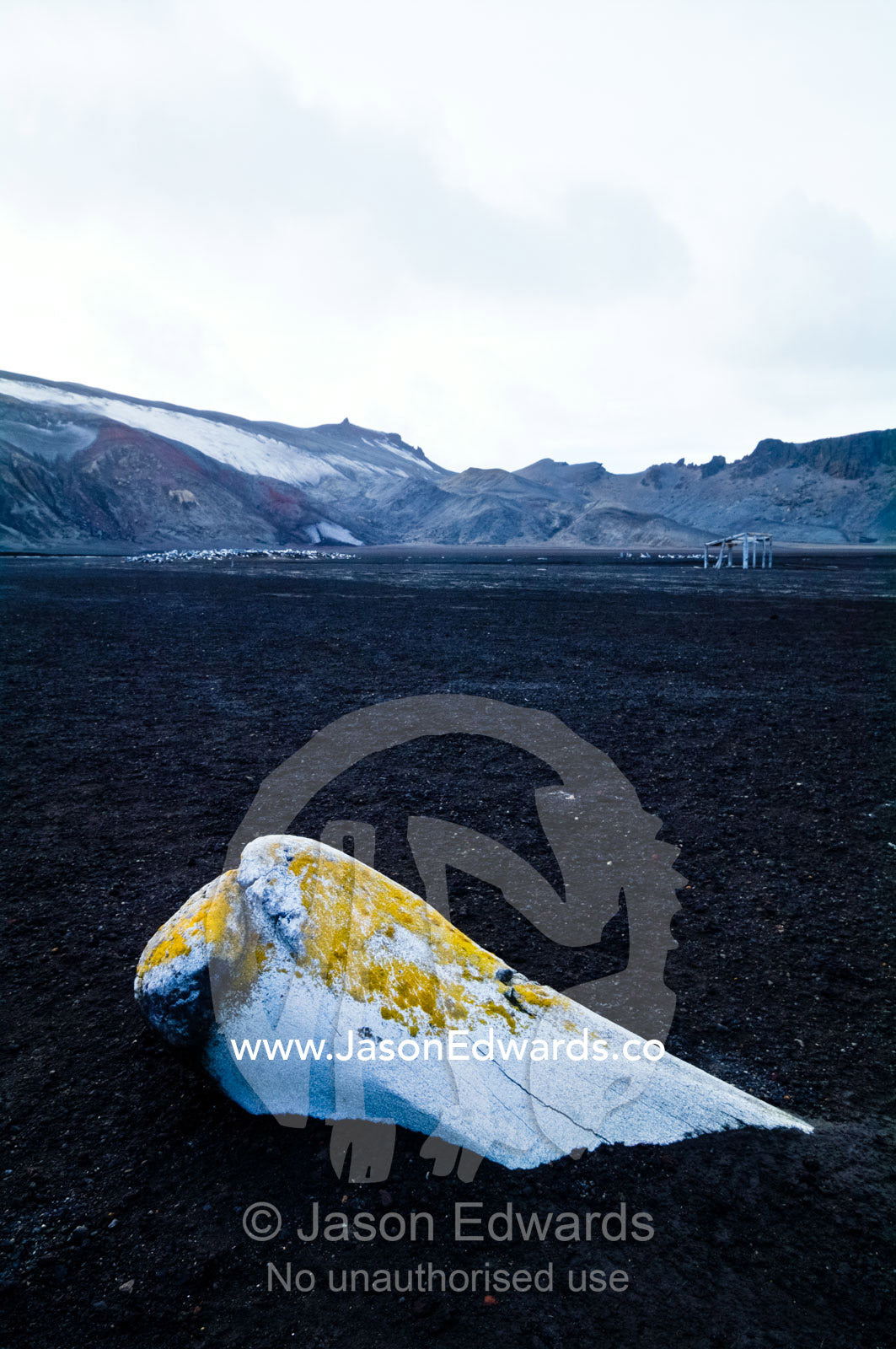Whale bones emerge from black volcanic sand on an inhospitable beach. Hektor Whaling Station, Whalers Bay, Port Foster, Deception Island, South Shetland Islands, Antarctic Peninsula, Antarctica.