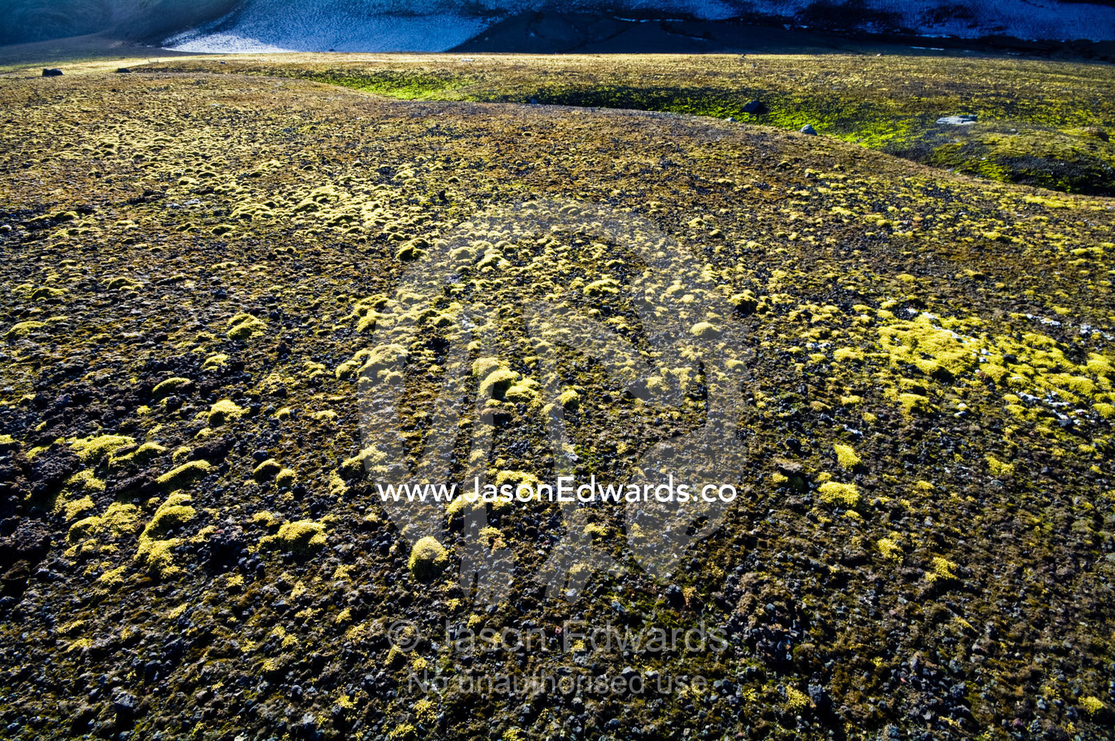 A mature community of mosses grows on a volcanic ash and scoria plain. Hektor Whaling Station, Whalers Bay, Port Foster, Deception Island, South Shetland Islands, Antarctic Peninsula, Antarctica.