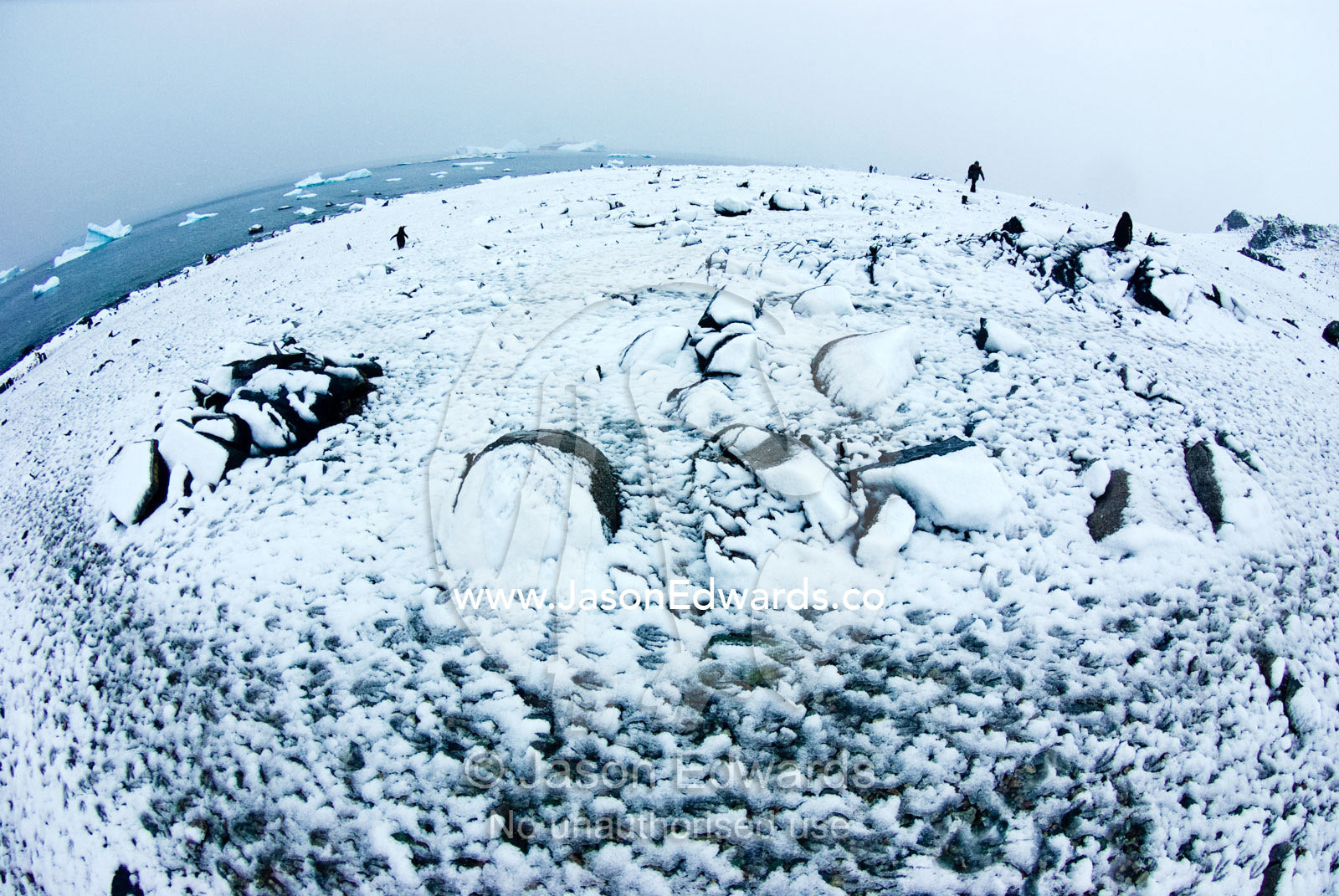 Gentoo Penguin footprints in the snow lead to a mountain rookery. Danco Island, Antarctic Peninsula, Antarctica.