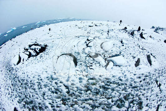 Gentoo Penguin footprints in the snow lead to a mountain rookery. Danco Island, Antarctic Peninsula, Antarctica.