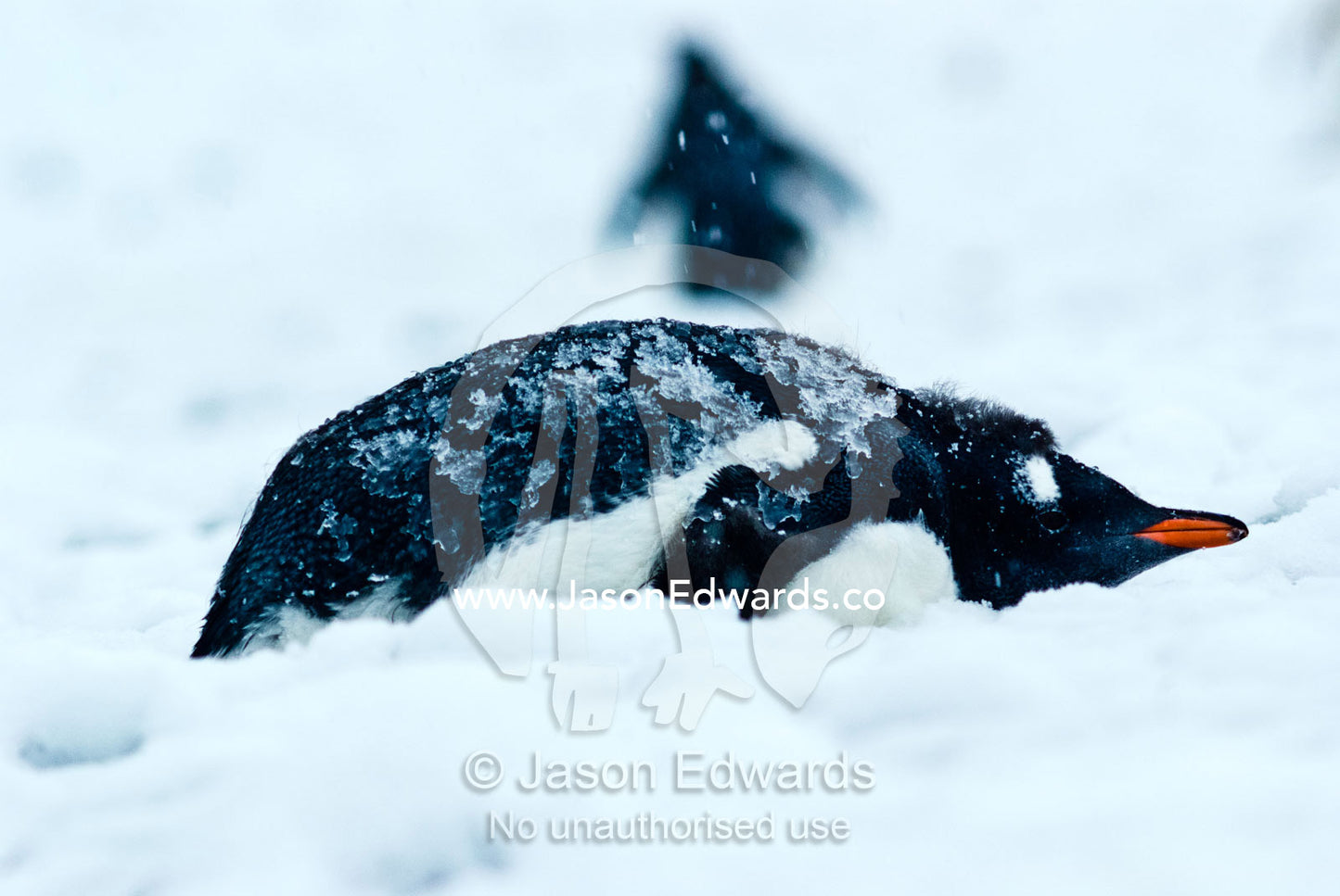 Snowflakes and ice on the back of a sleeping Gentoo Penguin chick. Danco Island, Antarctic Peninsula, Antarctica.