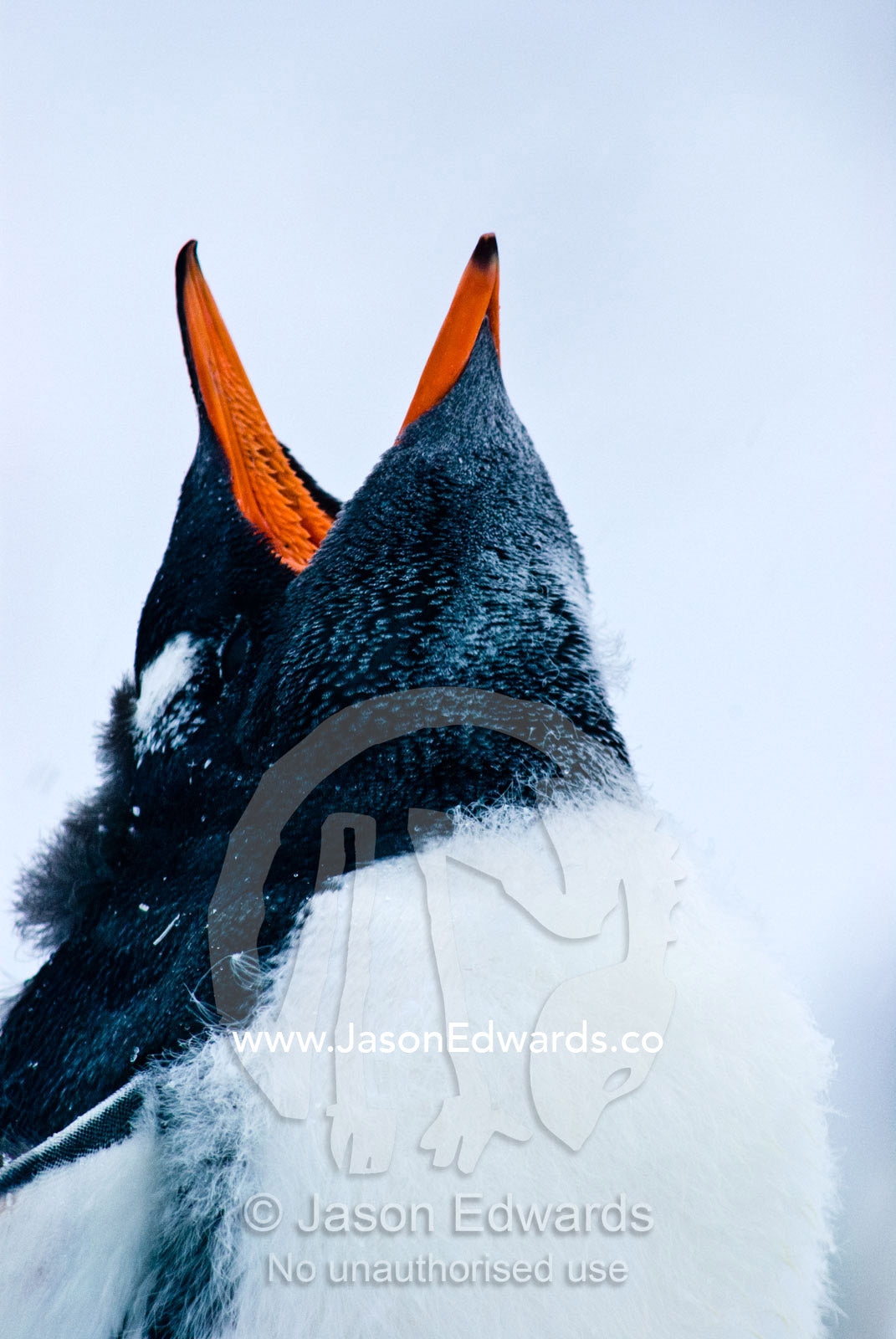 A moulting Gentoo Penguin chick throws back its head and calls loudly. Danco Island, Antarctic Peninsula, Antarctica.