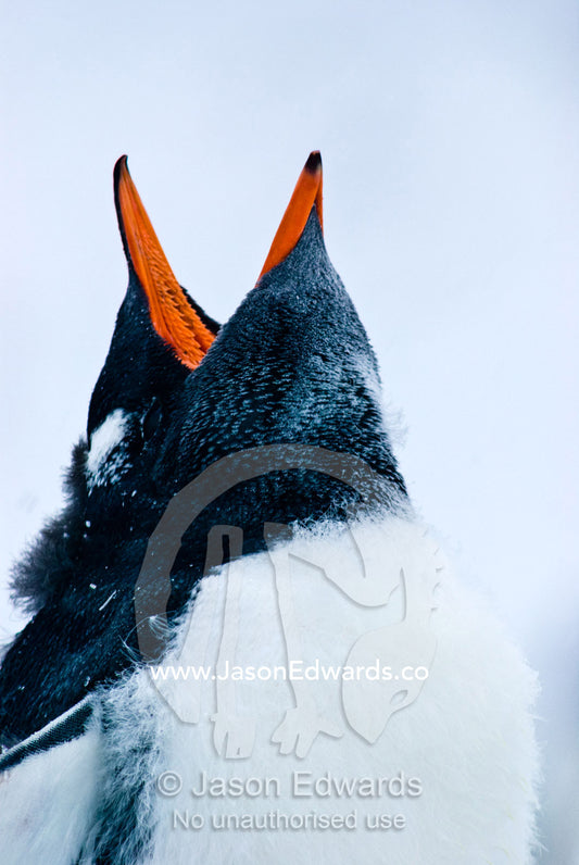 A moulting Gentoo Penguin chick throws back its head and calls loudly. Danco Island, Antarctic Peninsula, Antarctica.