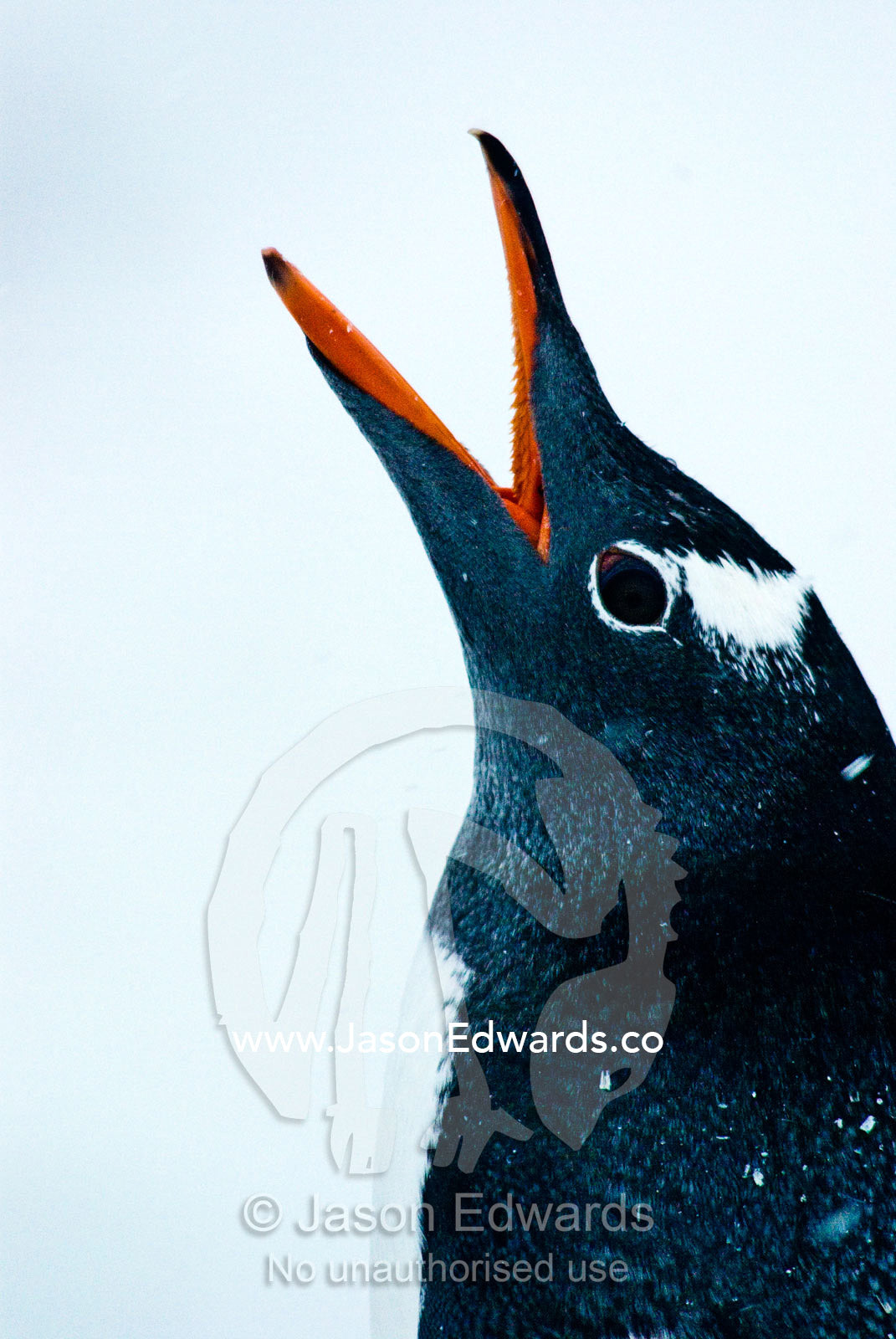 A Gentoo Penguin throws back its head and calls loudly with it's beak. Danco Island, Antarctic Peninsula, Antarctica.