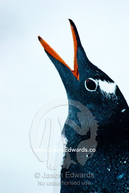 A Gentoo Penguin throws back its head and calls loudly with it's beak. Danco Island, Antarctic Peninsula, Antarctica.