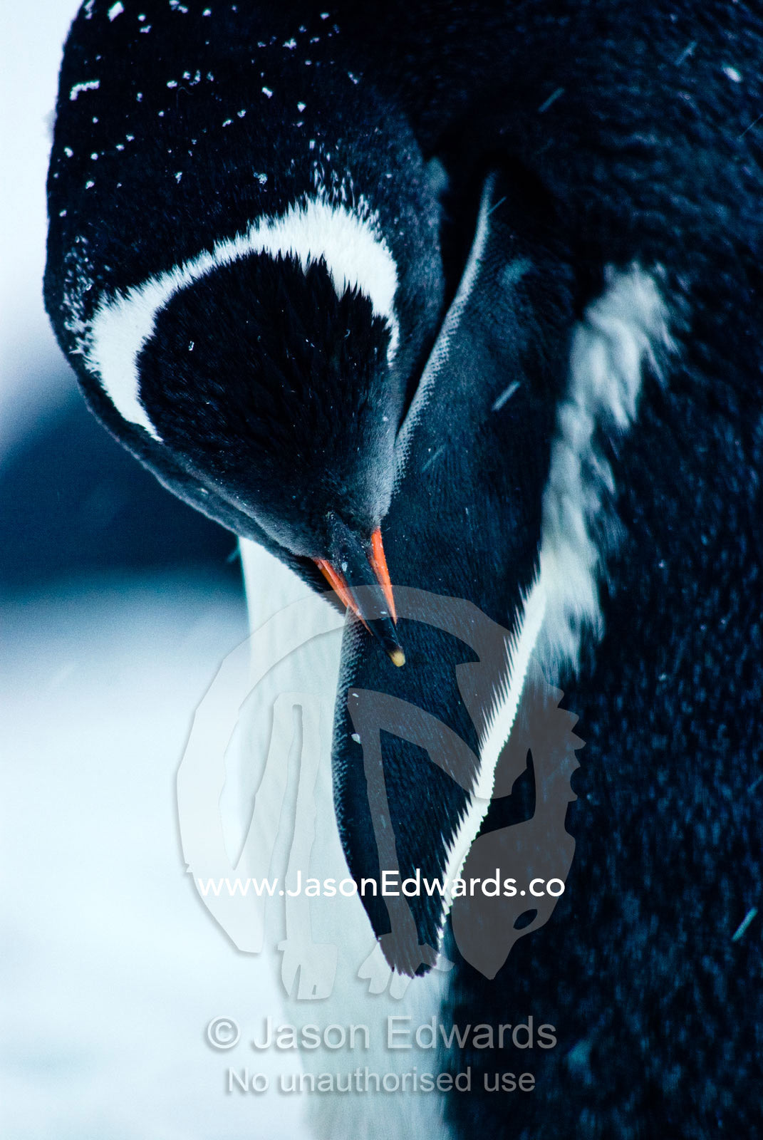A Gentoo Penguin preens the feathers on it's flipper with it's beak. Danco Island, Antarctic Peninsula, Antarctica.