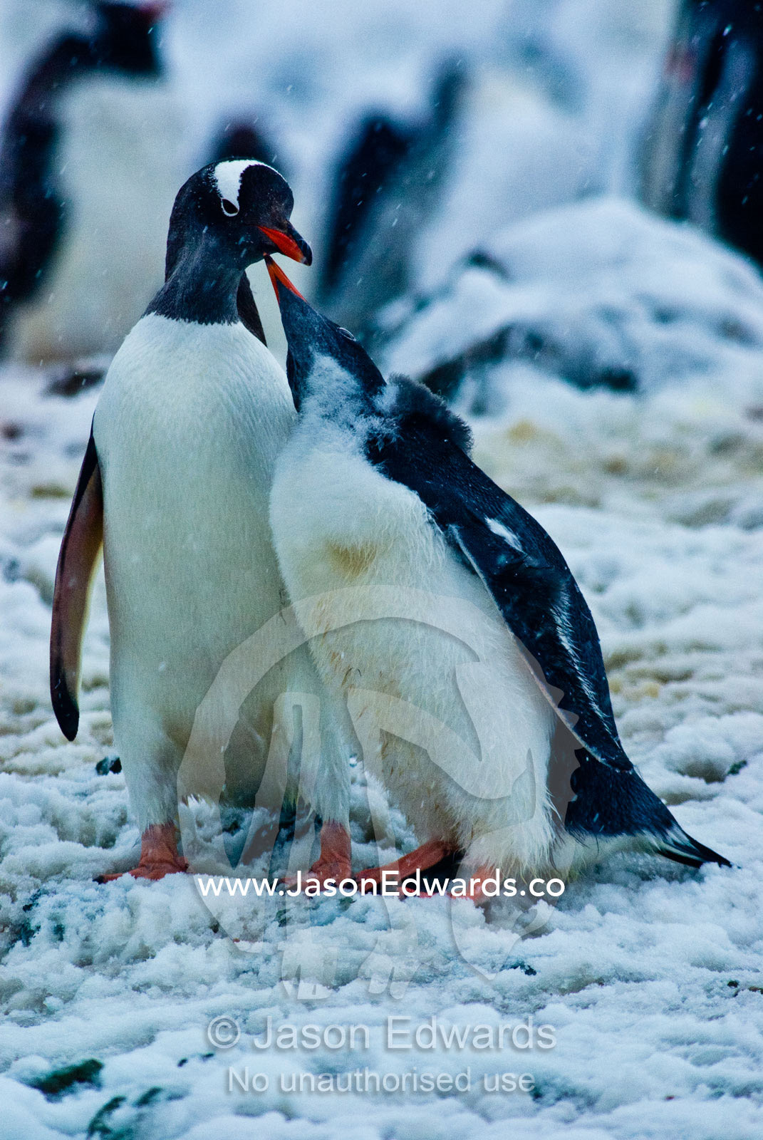 A large Gentoo Penguin chick begging for krill from a parent. Danco Island, Antarctic Peninsula, Antarctica.