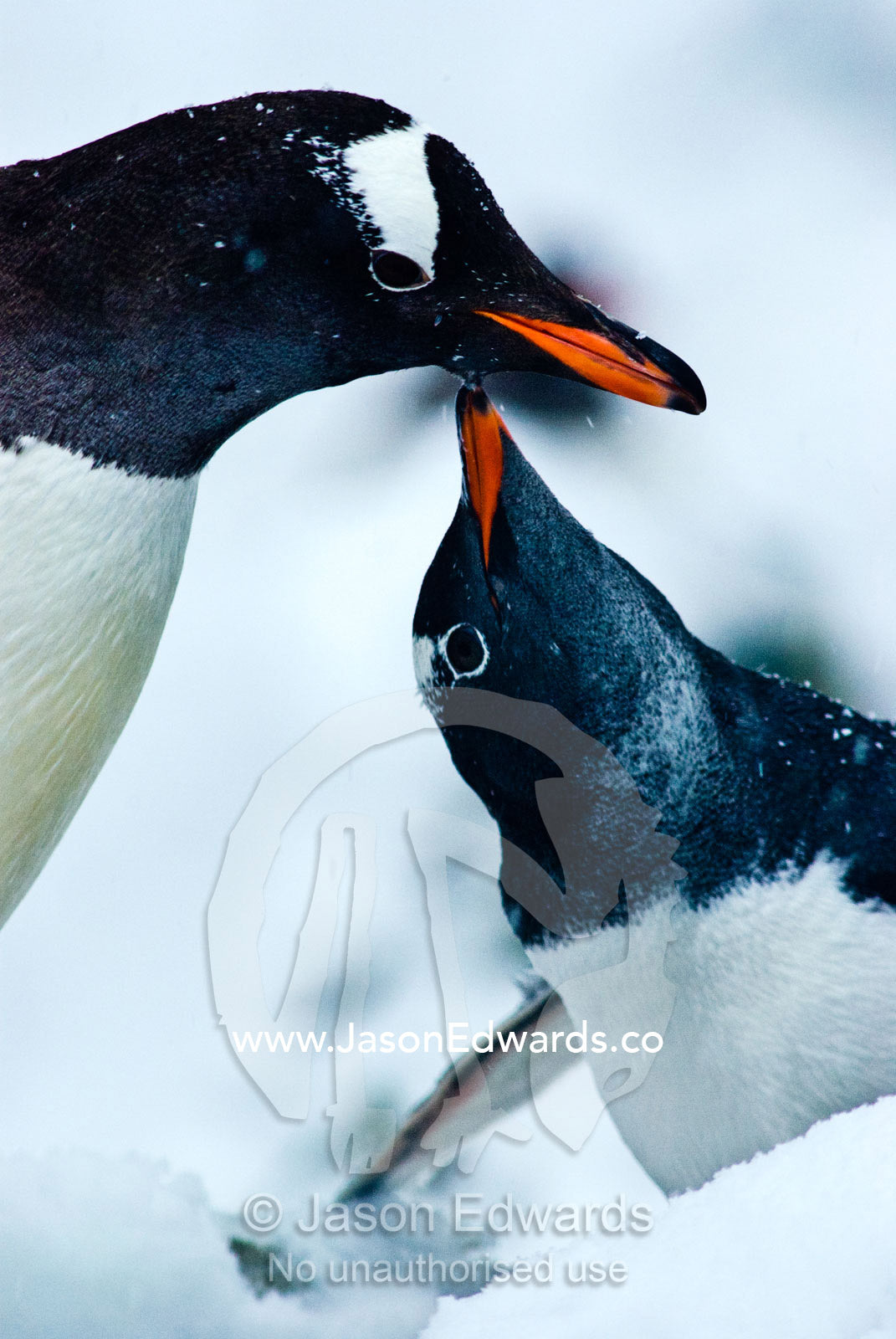 A large Gentoo Penguin chick begging for krill from a parent. Danco Island, Antarctic Peninsula, Antarctica.