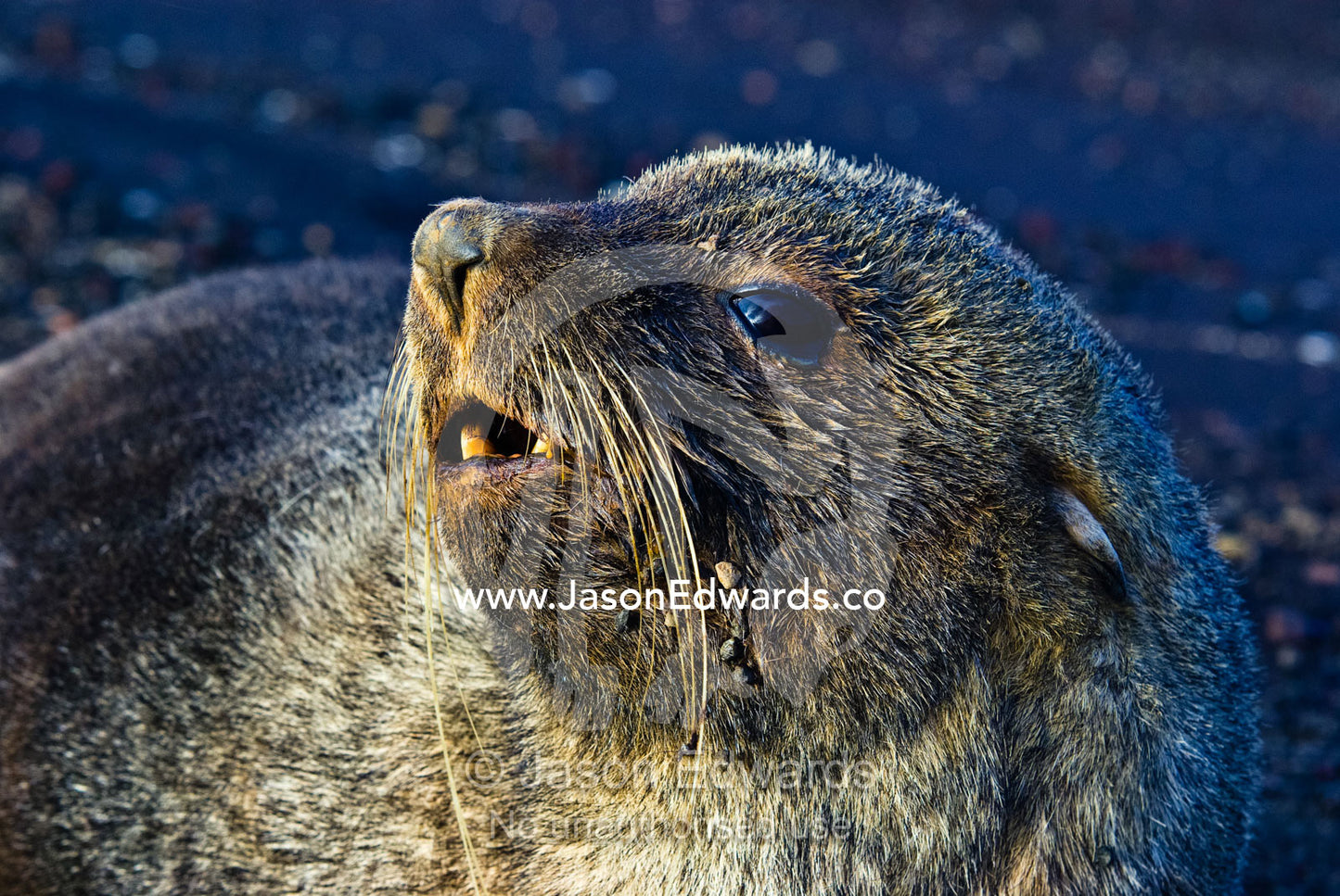 An Antarctic Fur Seal resting on a black volcanic sand beach. Whalers Bay, Port Foster, Deception Island, South Shetland Islands, Antarctic Peninsula, Antarctica.