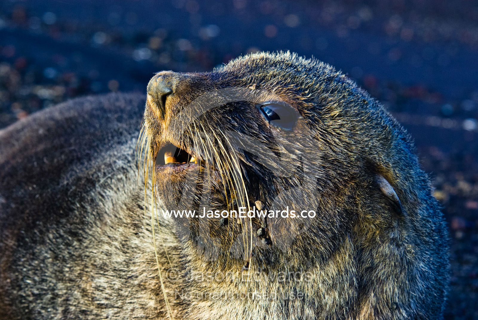An Antarctic Fur Seal resting on a black volcanic sand beach. Whalers Bay, Port Foster, Deception Island, South Shetland Islands, Antarctic Peninsula, Antarctica.