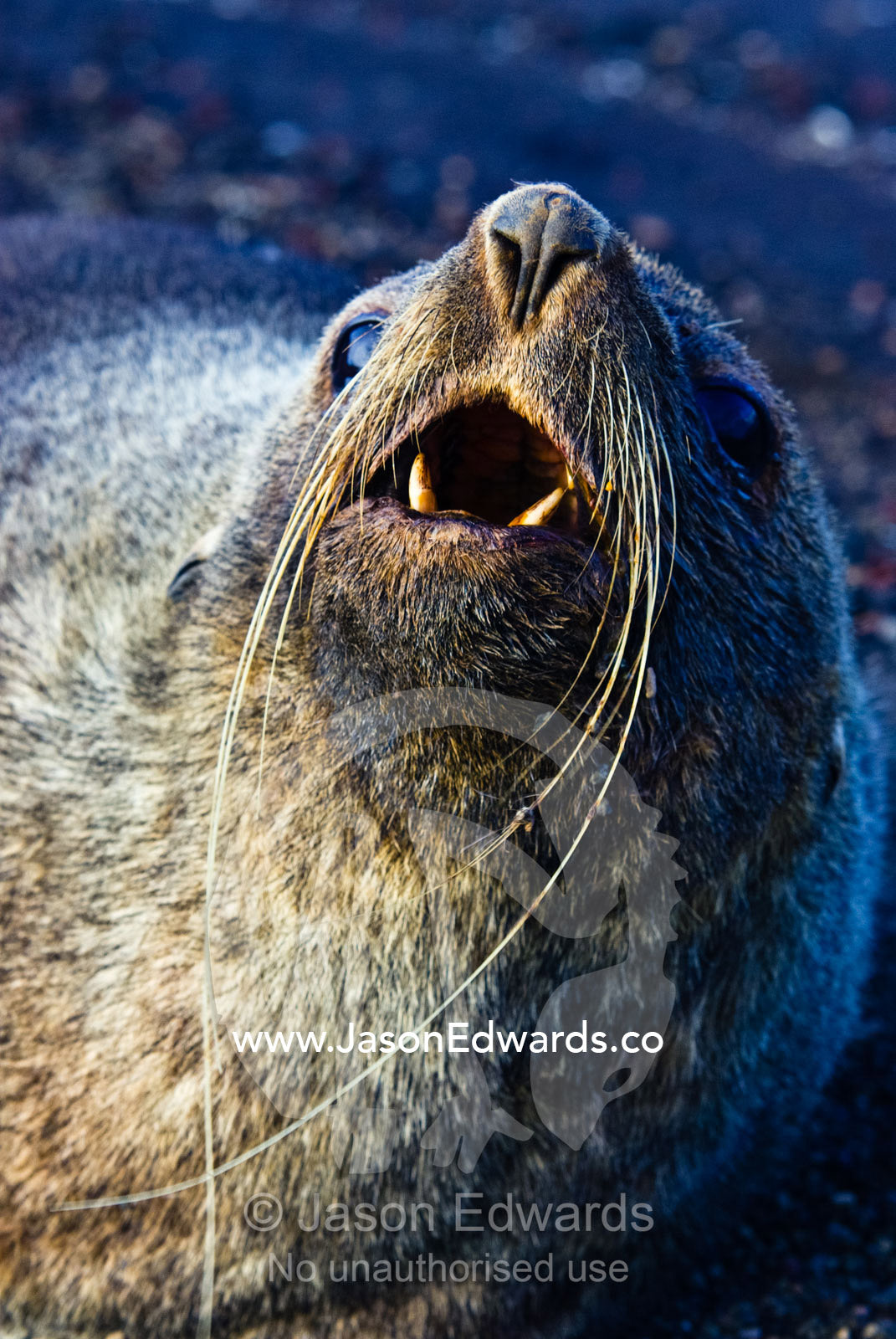 An aggressive Antarctic Fur Seal on a black volcanic sand beach. Whalers Bay, Port Foster, Deception Island, South Shetland Islands, Antarctic Peninsula, Antarctica.