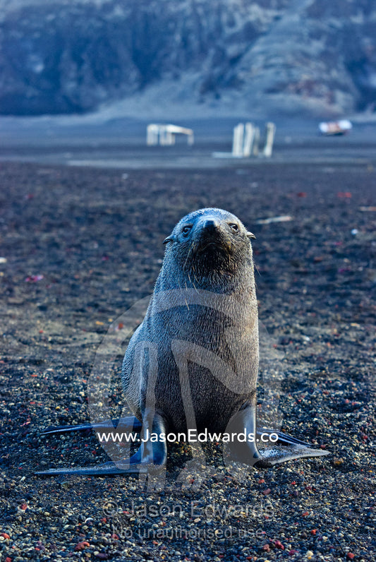 A juvenile Antarctic Fur Seal resting on a black volcanic sand beach. Hektor Whaling Station, Whalers Bay, Port Foster, Deception Island, South Shetland Islands, Antarctic Peninsula, Antarctica.