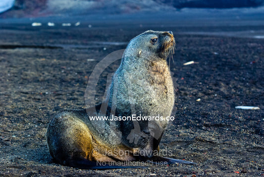 An Antarctic Fur Seal resting on a black volcanic sand beach. Hektor Whaling Station, Whalers Bay, Port Foster, Deception Island, South Shetland Islands, Antarctic Peninsula, Antarctica.
