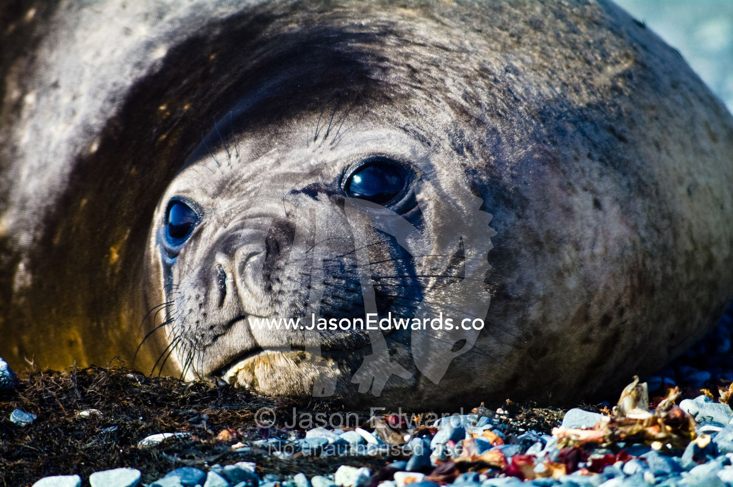A smiling Southern Elephant Seal resting in the sun on a gravel beach. Half Moon Island, Burgas Peninsula, Livingston Island, Errera Channel, South Shetland Islands, Antarctic Peninsula, Antarctica.