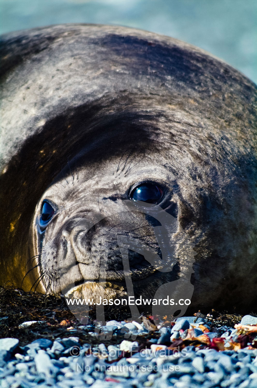 A smiling Southern Elephant Seal resting in the sun on a gravel beach. Half Moon Island, Burgas Peninsula, Livingston Island, Errera Channel, South Shetland Islands, Antarctic Peninsula, Antarctica.