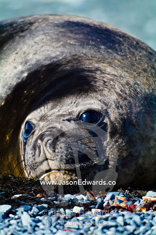 A smiling Southern Elephant Seal resting in the sun on a gravel beach. Half Moon Island, Burgas Peninsula, Livingston Island, Errera Channel, South Shetland Islands, Antarctic Peninsula, Antarctica.