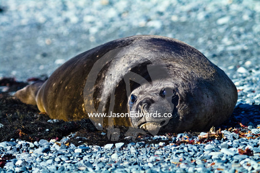 A smiling Southern Elephant Seal resting in the sun on a gravel beach. Half Moon Island, Burgas Peninsula, Livingston Island, Errera Channel, South Shetland Islands, Antarctic Peninsula, Antarctica.