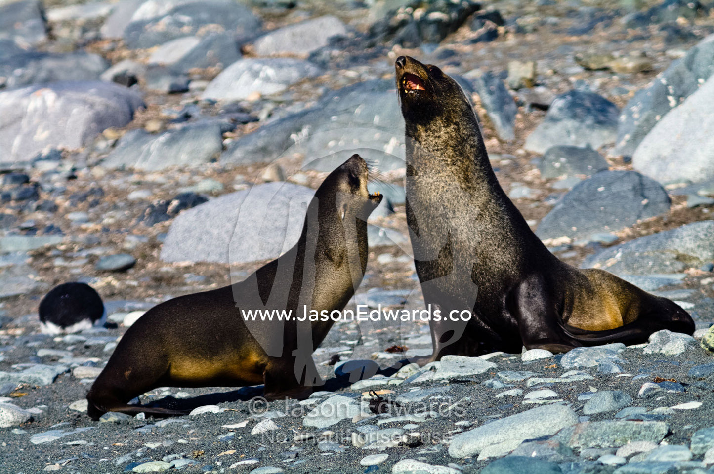 A pair of Antarctic Fur Seals territorial fighting on a gravel beach. Half Moon Island, Burgas Peninsula, Livingston Island, Errera Channel, South Shetland Islands, Antarctic Peninsula, Antarctica.