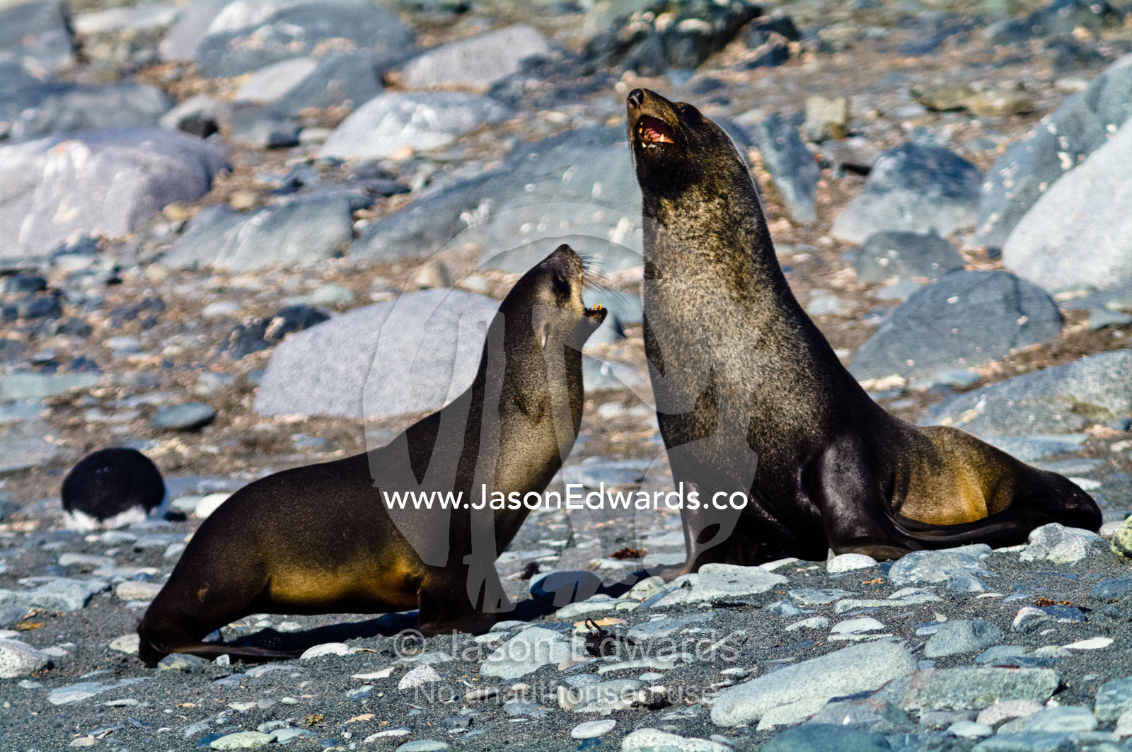 A pair of Antarctic Fur Seals territorial fighting on a gravel beach. Half Moon Island, Burgas Peninsula, Livingston Island, Errera Channel, South Shetland Islands, Antarctic Peninsula, Antarctica.