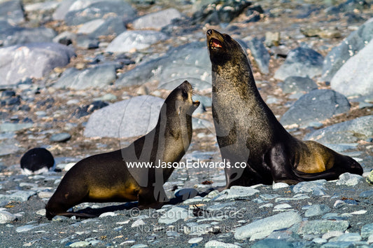 A pair of Antarctic Fur Seals territorial fighting on a gravel beach. Half Moon Island, Burgas Peninsula, Livingston Island, Errera Channel, South Shetland Islands, Antarctic Peninsula, Antarctica.