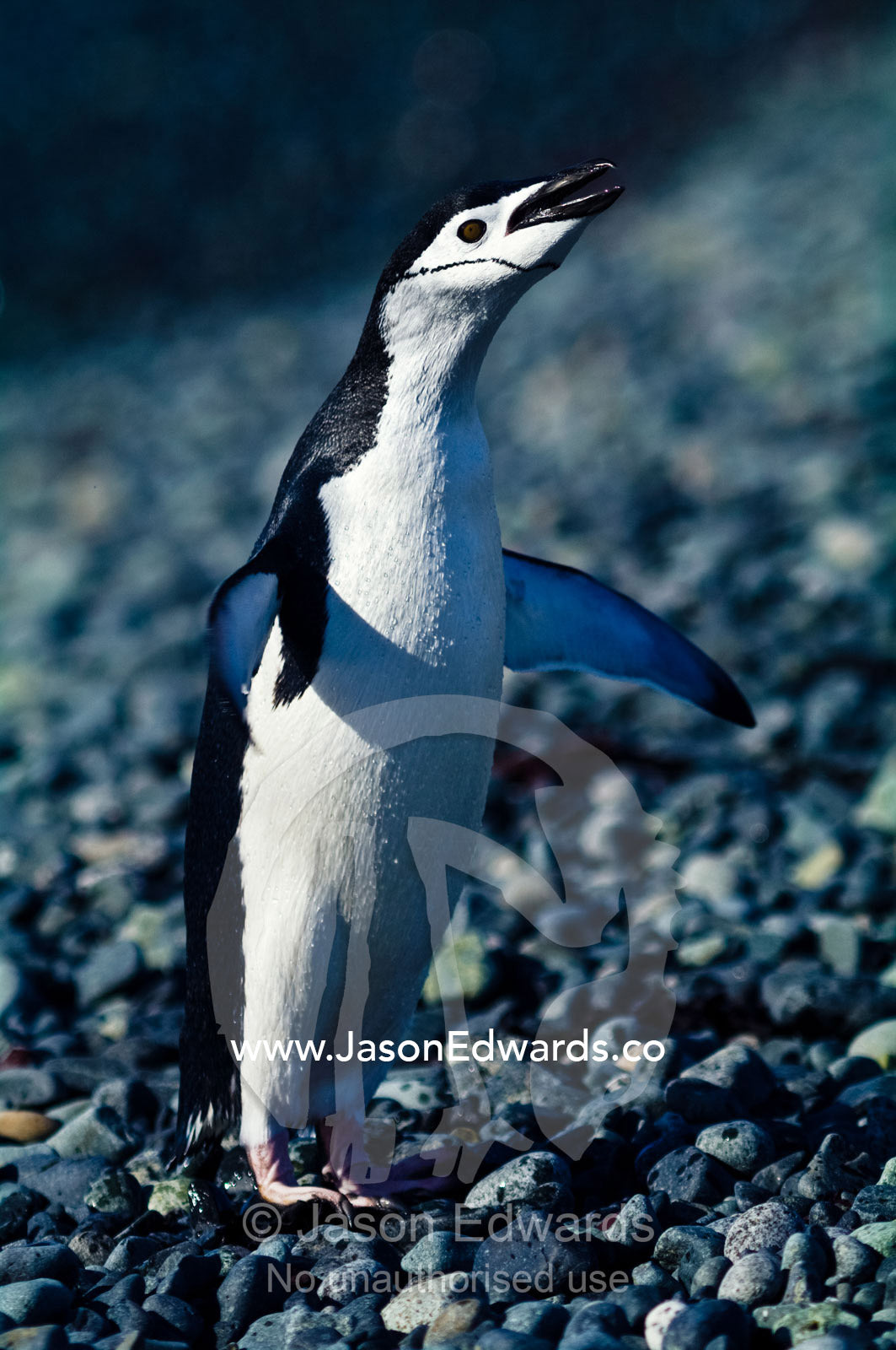 A displaying Chinstrap Penguin standing tall territorial calling. Half Moon Island, Burgas Peninsula, Livingston Island, Errera Channel, South Shetland Islands, Antarctic Peninsula, Antarctica.
