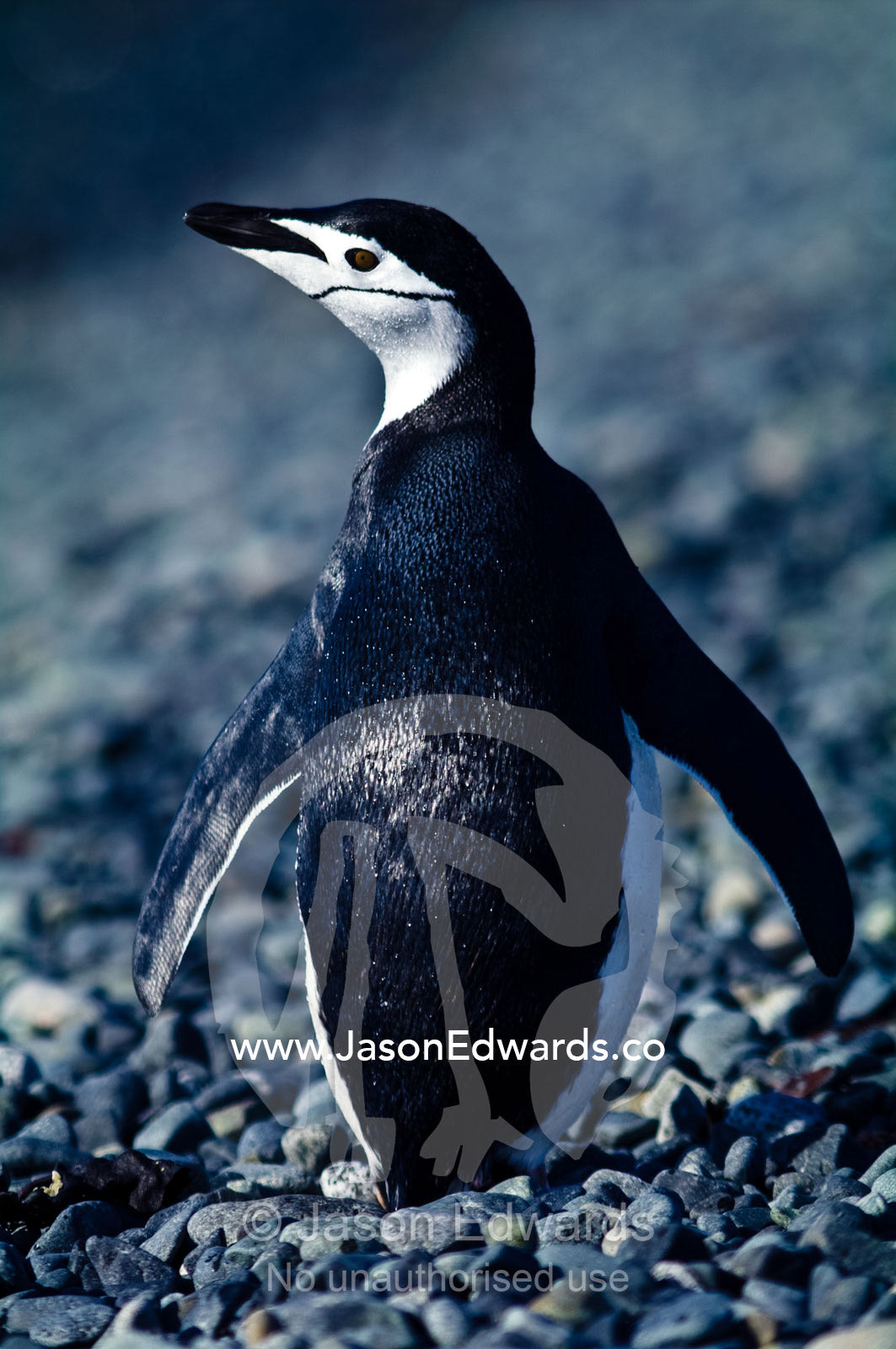 A black and white Chinstrap Penguin standing tall on a gravel beach. Half Moon Island, Burgas Peninsula, Livingston Island, Errera Channel, South Shetland Islands, Antarctic Peninsula, Antarctica.